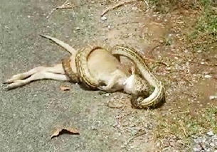 澳洲昆士拉上演蛇吞袋鼠 