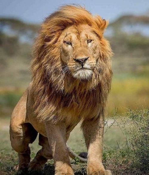 亚洲狮和非洲狮有什么区别(亚洲狮能和非洲洲狮交配吗?)