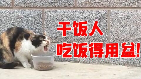 来听听干饭猫吃饭的声音
