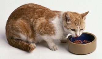 猫吃长期吃狗粮会得贫血,一直给猫吃狗粮会贫血吗 