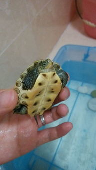 这是什么龟 怎么饲养 放多少水 能不能和黄耳龟一起养 