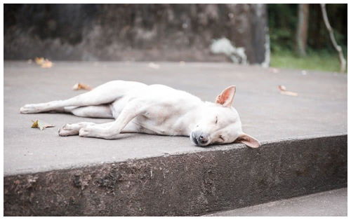 农村大爷收养的田园犬,从不吃狗粮,竟胖成一只猪