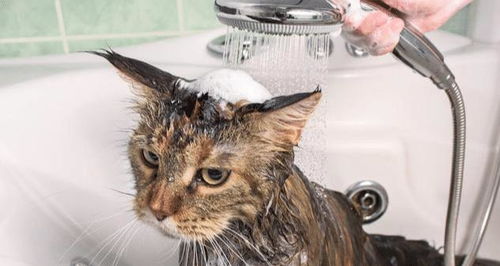给猫咪洗澡总挂彩,铲屎官苦不堪言 为何爱洗澡的猫都是别人家的