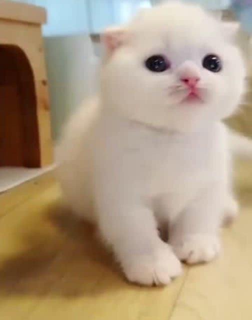 像棉花糖一样的小猫,太可爱了 