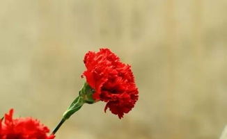 红色康乃馨花语,红色康乃馨花语是什么？