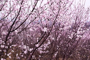 桃花滤镜调色教程(桃花用什么滤镜)