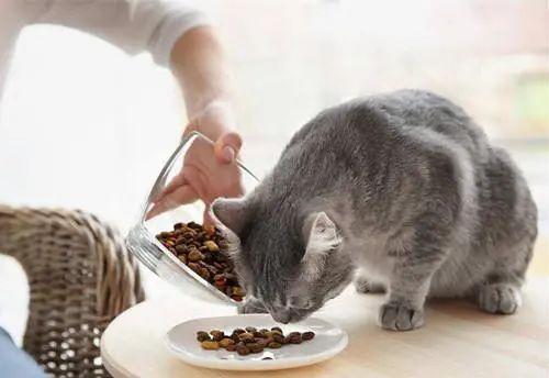 猫咪自由采食跟定时喂食的优缺点,看完你就知道怎么喂了