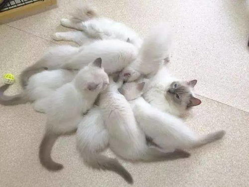 喵生赢家 日本一只布偶猫一下子生了16个崽