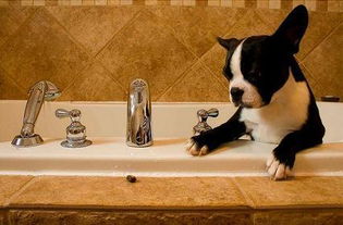 我家狗狗才2个月,可以洗澡吗 