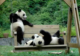生活环境多样化提高圈养大熊猫活力 