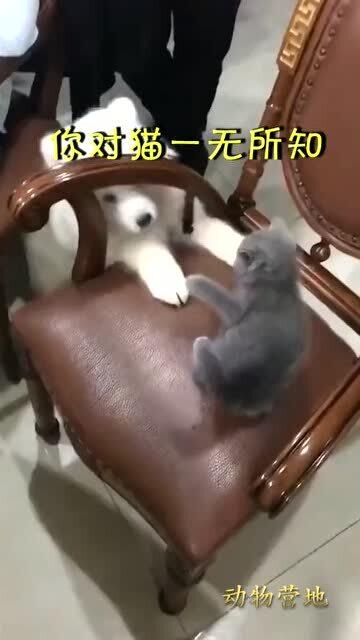 狗子对猫的反应速度一无所知 