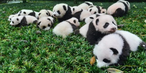 脱口秀 什么 大熊猫的英文学名不是Panda 它还要被 降级 ,国宝地位不保了
