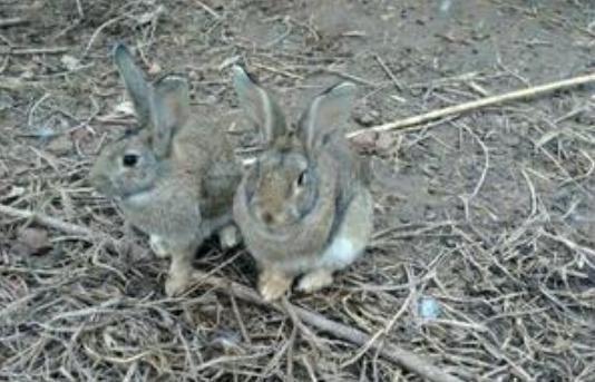 兔子繁殖快, 农村为什么不养殖兔子致富