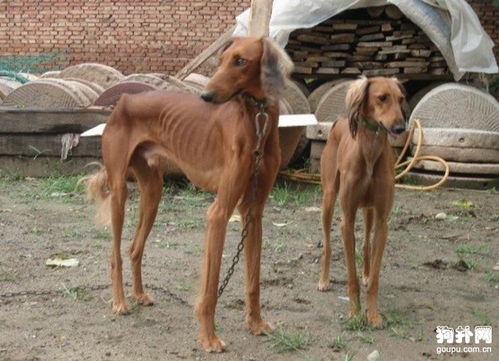 细犬多少钱一只,细狗市场价格大盘点 