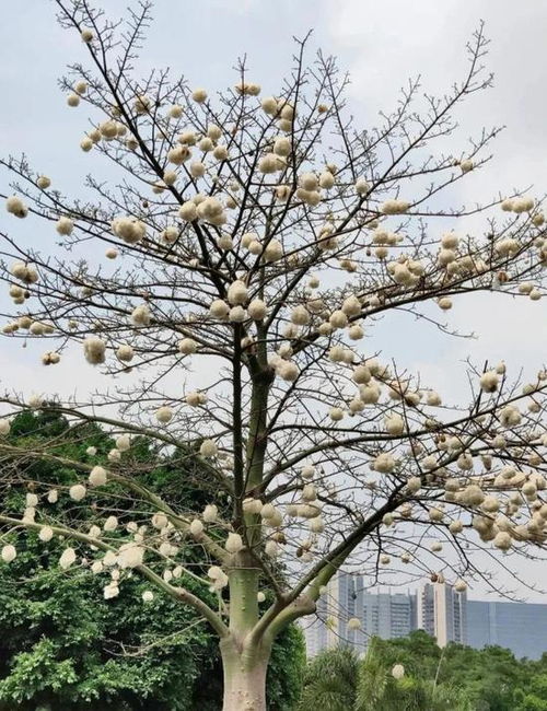 白色木棉花树图片大全 图片搜索