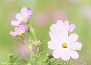 波斯菊图片 