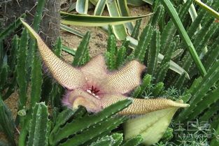 大花犀角是什么属,大花犀角的养殖方法，花有毒吗？