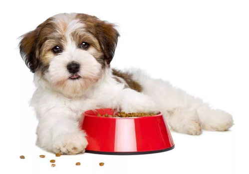 狗狗每天应该吃多少狗粮 很多铲屎官都不知道 
