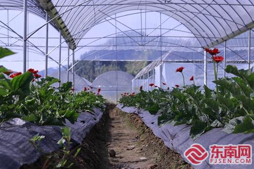 建立蔬菜花卉大棚基地 实现脱贫助力乡村振兴