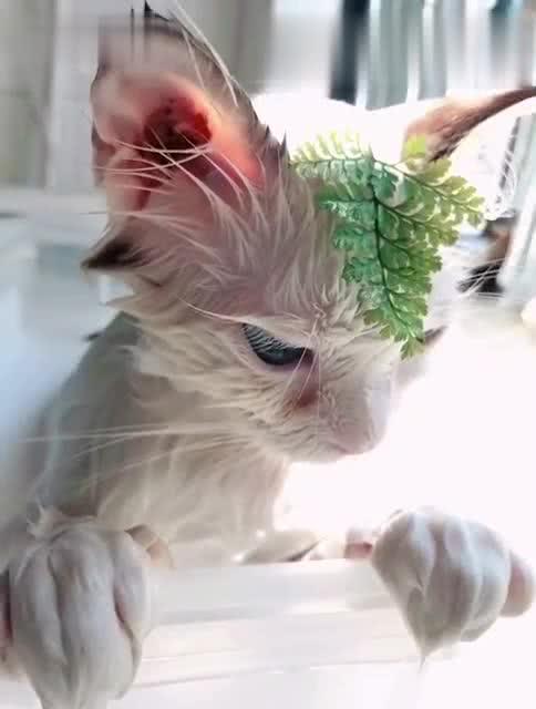 我的猫喜欢洗澡,你相信吗 