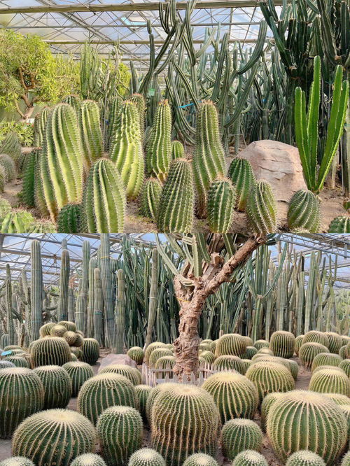 宁波周边 快来宁波小雨林认一认热带植物啦 