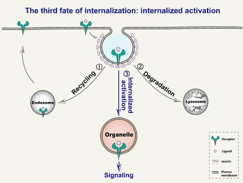 北大李子健课题组受邀发文提出膜受体内吞的新命运 内吞激活