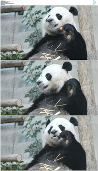 大熊猫吃胡萝卜图片设计素材 高清模板下载 312.89MB 动 植物 大全 