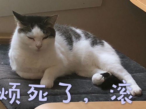 在美国给猫猫打疫苗需要注意些啥