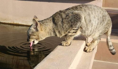 为啥猫不喜欢喝宠主给的水,宠主 猫有千种,喝水有四种