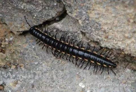 移动的珠宝 常见千足虫 马陆 Millipede 完全图鉴 