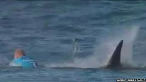 南非冲浪赛顶尖选手遭鲨鱼攻击 猛击鲨鱼脱险 