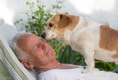 老年人养狗有什么益处 