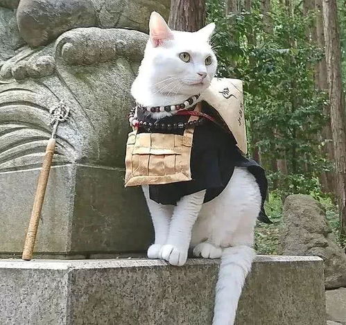 日本猫咪寺庙,连住持都是喵星人,这也太萌了吧