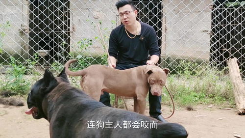 巨型比特犬越养越不对劲,会见人就咬吗,斗犬之王脾气暴躁 