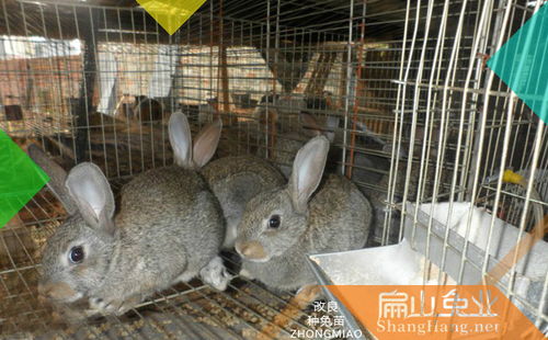 广东大型种兔养殖场 长期大量回收购肉兔2020杂交兔基地批发价格销路 