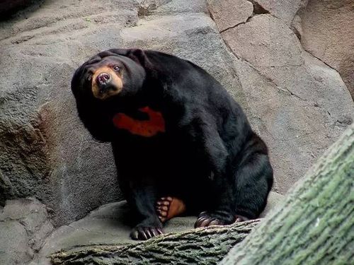 马来熊也是熊类中唯一一个不需要冬眠的熊