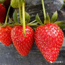 大兴 草莓 在草莓文化节上斩获5项金奖