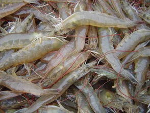 南美白对虾养殖成功率普遍低下 如何应对目前的困境