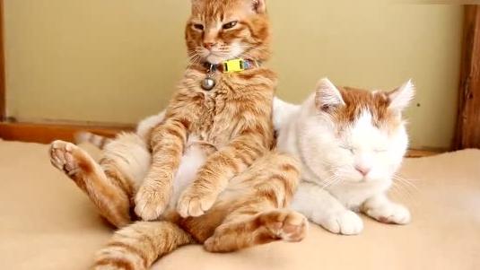 橘猫把白猫当成沙发,靠得真爽 