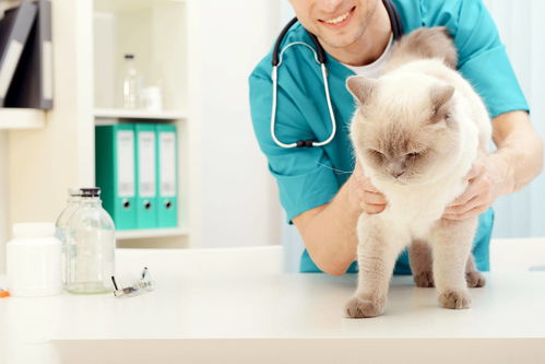 公猫尿血 结石保守治疗 如何预防 怎么办