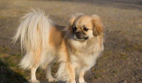 这些闻名世界的漂亮狗狗都来自中国 你都认识吗