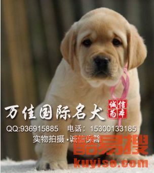 【北京居民家养的拉布拉多 找爱狗人士带回家】-北京酷易搜