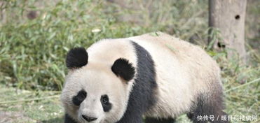十个冷知识 大熊猫能吃肉么 