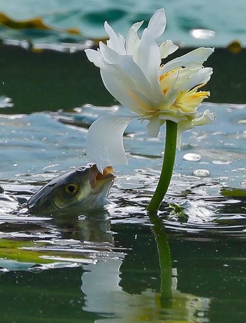 鱼荷之吻 浪漫七夕