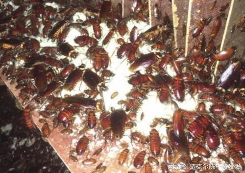 美国害虫公司招募自愿者将蟑螂放进家中 以测试DIY防蟑药是否有效