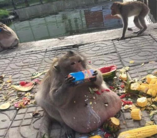 当年那只被游客疯狂喂食,导致 胖成猪 的猴子,如今变成怎样了