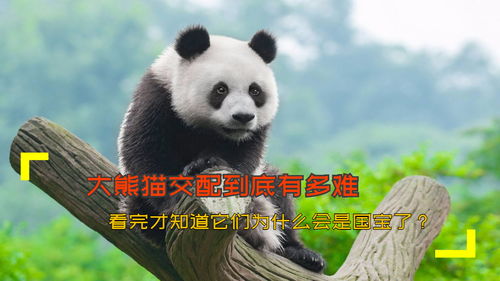 大熊猫交配到底有多难 看完才知道它们为什么会是国宝了 