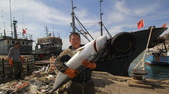 温州现巨型金枪鱼 最贵一块肉3800元1两 盘点那些吃不起的美味