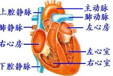 下列几种关于血液在心脏内流动的方向正确的是 A.右心房 右心室 肺动脉B.左心室 左心房 主动脉C.肺动脉 右心房 右心室D.主动脉 左心房 左心室 题目和参考答案 