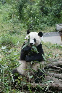 震殇 竹子大量死亡 四川卧龙大熊猫出现生存危机 